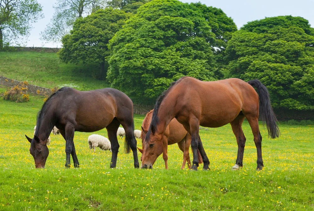 Liver disease in horses The JEN issue 5 Feedmark